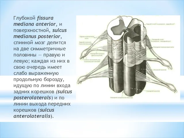 Глубокой fissura mediana anterior, и поверхностной, sulcus medianus posterior, спинной