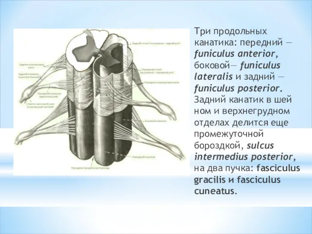 Три продольных канатика: передний — funiculus anterior, боковой— funiculus lateralis