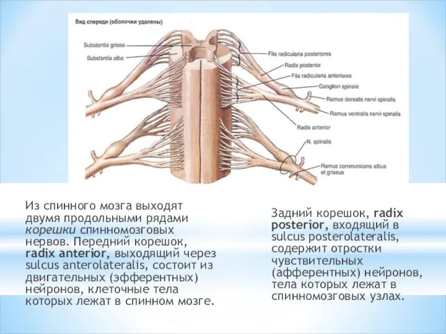 Из спинного мозга выходят двумя продоль­ными рядами корешки спинномозговых нервов.