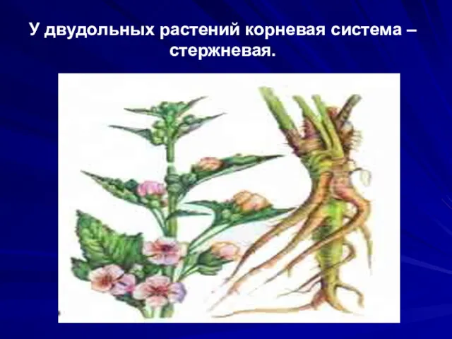 У двудольных растений корневая система – стержневая.