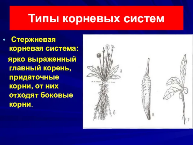 Типы корневых систем Стержневая корневая система: ярко выраженный главный корень,