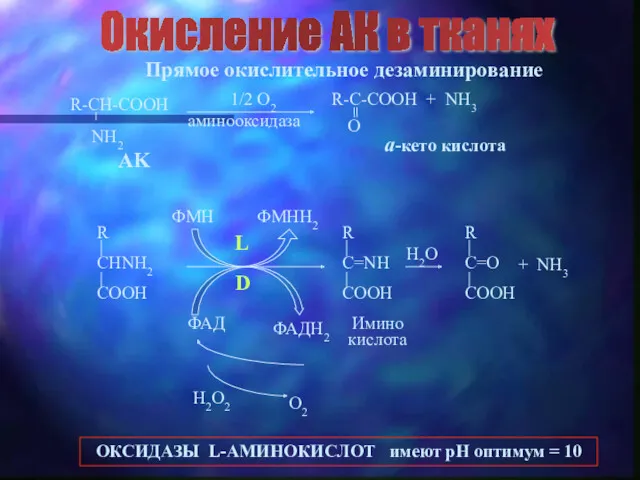 Окисление АК в тканях Прямое окислительное дезаминирование AK a-кето кислота