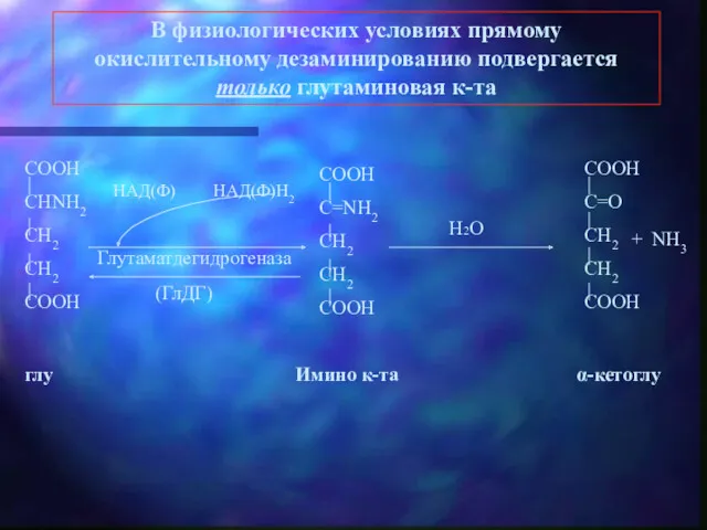 В физиологических условиях прямому окислительному дезаминированию подвергается только глутаминовая к-та