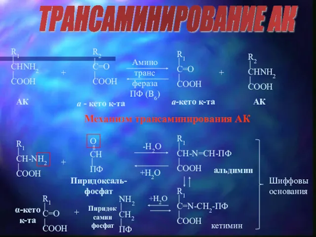 ТРАНСАМИНИРОВАНИЕ АК АК a - кето к-та a-кето к-та АК