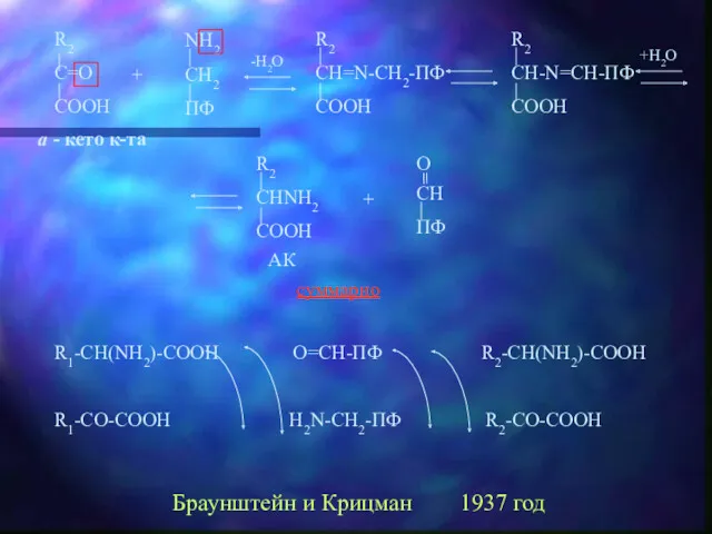 + + суммарно R1-CH(NH2)-COOH O=CH-ПФ R2-CH(NH2)-COOH R1-CO-COOH H2N-CH2-ПФ R2-CO-COOH Браунштейн и Крицман 1937 год