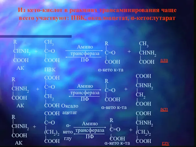 Из кето-кислот в реакциях трансаминирования чаще всего участвуют: ПВК, оксалоацетат,