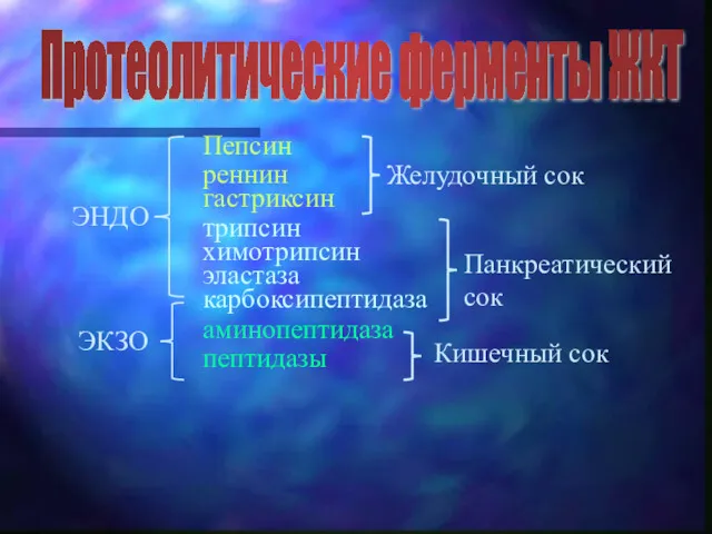 Протеолитические ферменты ЖКТ Пепсин реннин гастриксин ЭНДО ЭКЗО Желудочный сок