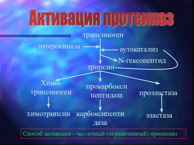 трипсиноген трипсин Химо-трипсиноген химотрипсин прокарбоксипептидаза карбоксипептидаза проэластаза эластаза аутокатализ N-гексопептид