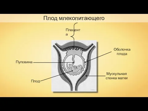 Плод млекопитающего User16 Плацента Пуповина Плод Оболочка плода Мускульная стенка матки