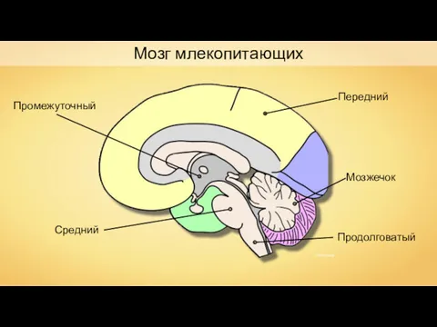 Передний Средний Промежуточный Продолговатый Мозжечок Мозг млекопитающих NEUROtiker