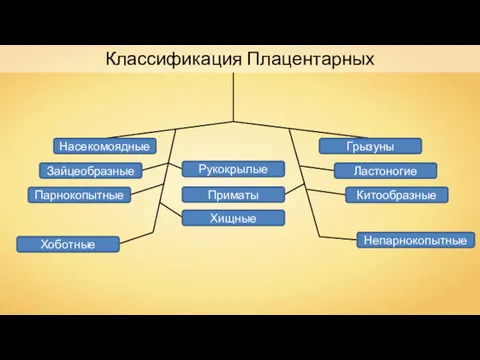 Классификация Плацентарных Насекомоядные Зайцеобразные Парнокопытные Хоботные Хищные Рукокрылые Приматы Грызуны Ластоногие Китообразные Непарнокопытные