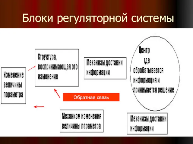 Блоки регуляторной системы Обратная связь