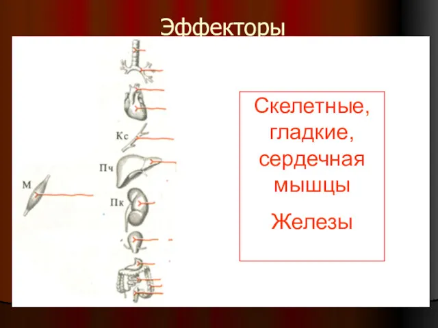 Эффекторы Скелетные, гладкие, сердечная мышцы Железы