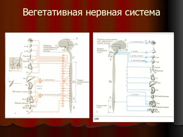 Вегетативная нервная система