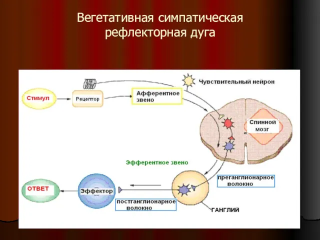 Вегетативная симпатическая рефлекторная дуга