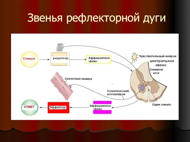 Звенья рефлекторной дуги