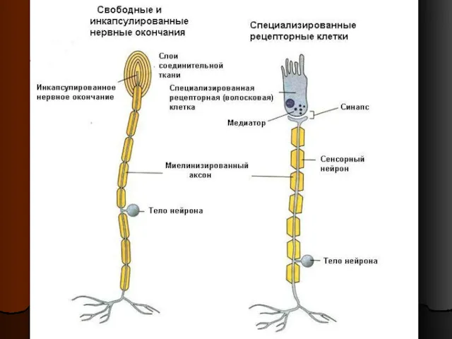 Виды рецепторов