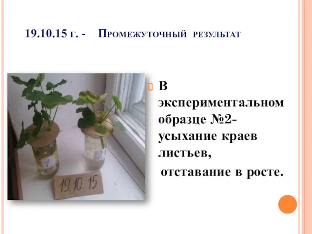 19.10.15 г. - Промежуточный результат В экспериментальном образце №2-усыхание краев листьев, отставание в росте.