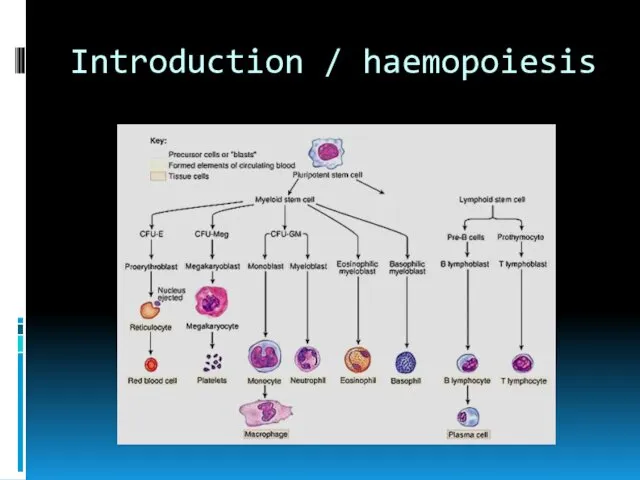 Introduction / haemopoiesis