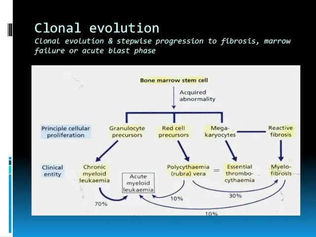 Clonal evolution Clonal evolution & stepwise progression to fibrosis, marrow failure or acute blast phase