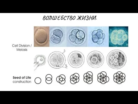 ВОЛШЕБСТВО ЖИЗНИ.