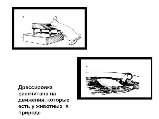 Дрессировка рассчитана на движения, которые есть у животных в природе