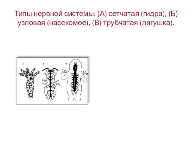 Типы нервной системы: (А) сетчатая (гидра), (Б) узловая (насекомое), (В) трубчатая (лягушка).