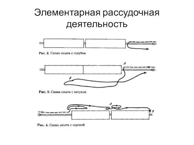 Элементарная рассудочная деятельность