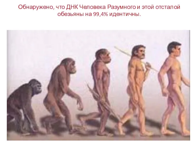 Обнаружено, что ДНК Человека Разумного и этой отсталой обезьяны на 99,4% идентичны.