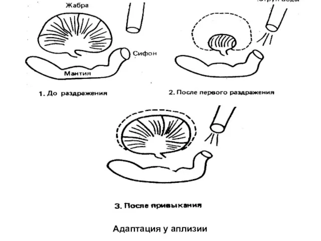 Адаптация у аплизии