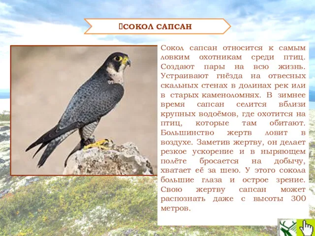 СОКОЛ САПСАН Сокол сапсан относится к самым ловким охотникам среди птиц. Создают пары