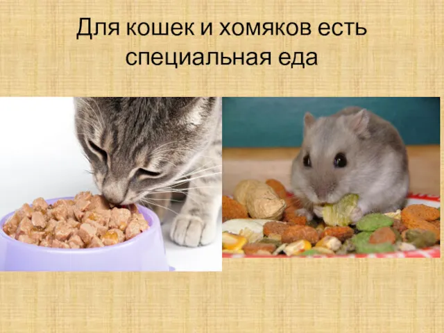 Для кошек и хомяков есть специальная еда