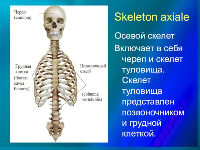 Skeleton axiale Осевой скелет Включает в себя череп и скелет