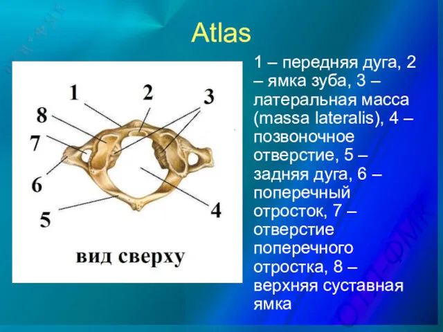 Atlas 1 – передняя дуга, 2 – ямка зуба, 3