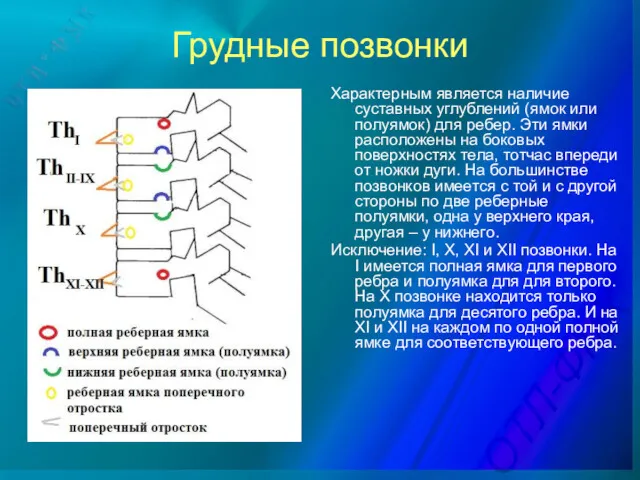 Грудные позвонки Характерным является наличие суставных углублений (ямок или полуямок)