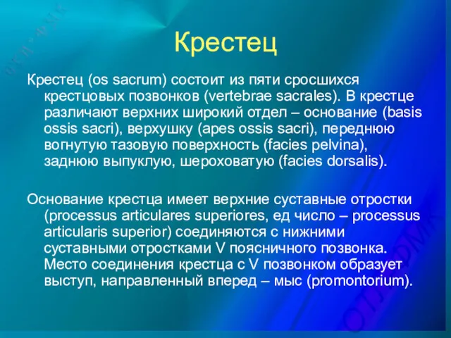 Крестец Крестец (os sacrum) состоит из пяти сросшихся крестцовых позвонков