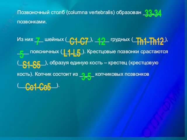 Позвоночный столб (columna vertebralis) образован ______ позвонками. Из них ___