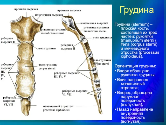 Грудина Грудина (sternum) – плоская кость, состоящая их трех частей: