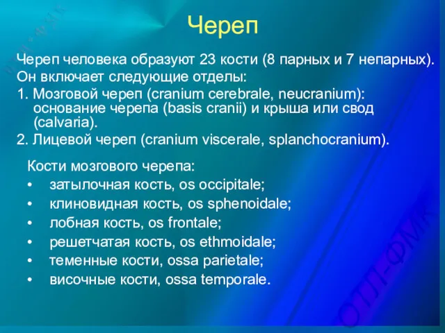 Череп Череп человека образуют 23 кости (8 парных и 7