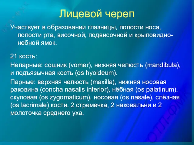 Лицевой череп Участвует в образовании глазницы, полости носа, полости рта,