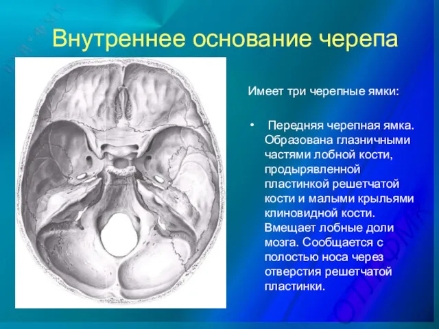 Внутреннее основание черепа Имеет три черепные ямки: Передняя черепная ямка.
