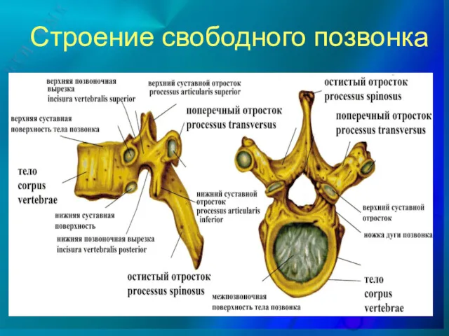 Строение свободного позвонка