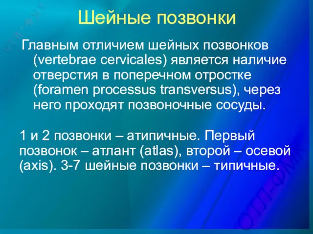 Главным отличием шейных позвонков (vertebrae cervicales) является наличие отверстия в