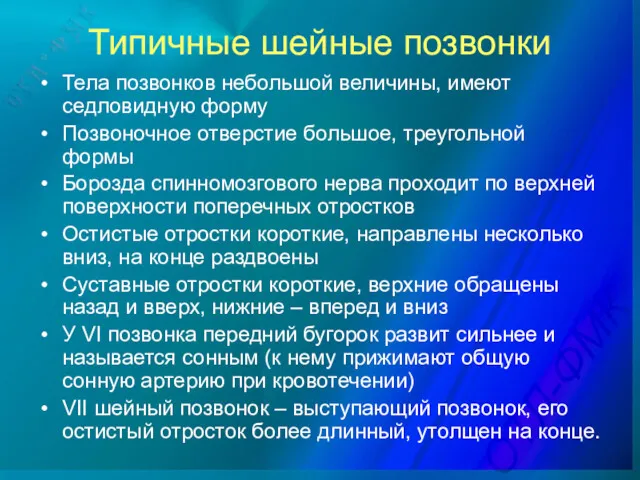 Типичные шейные позвонки Тела позвонков небольшой величины, имеют седловидную форму