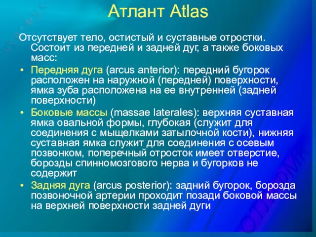 Атлант Atlas Отсутствует тело, остистый и суставные отростки. Состоит из