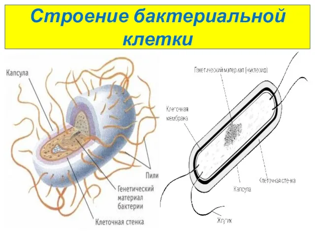 Строение бактериальной клетки