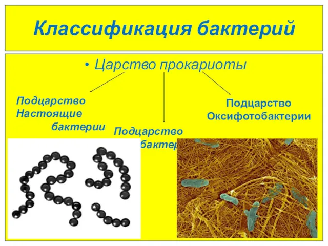 Классификация бактерий Царство прокариоты Подцарство Настоящие бактерии Подцарство Архебактерии Подцарство Оксифотобактерии