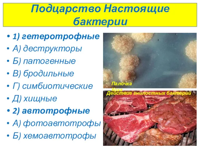 Подцарство Настоящие бактерии 1) гетеротрофные А) деструкторы Б) патогенные В)