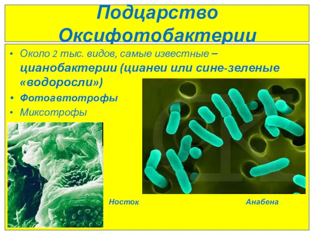 Подцарство Оксифотобактерии Около 2 тыс. видов, самые известные – цианобактерии