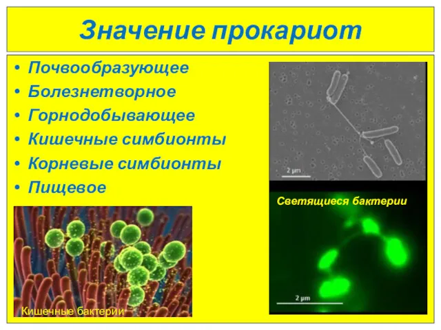 Значение прокариот Почвообразующее Болезнетворное Горнодобывающее Кишечные симбионты Корневые симбионты Пищевое Кишечные бактерии Светящиеся бактерии